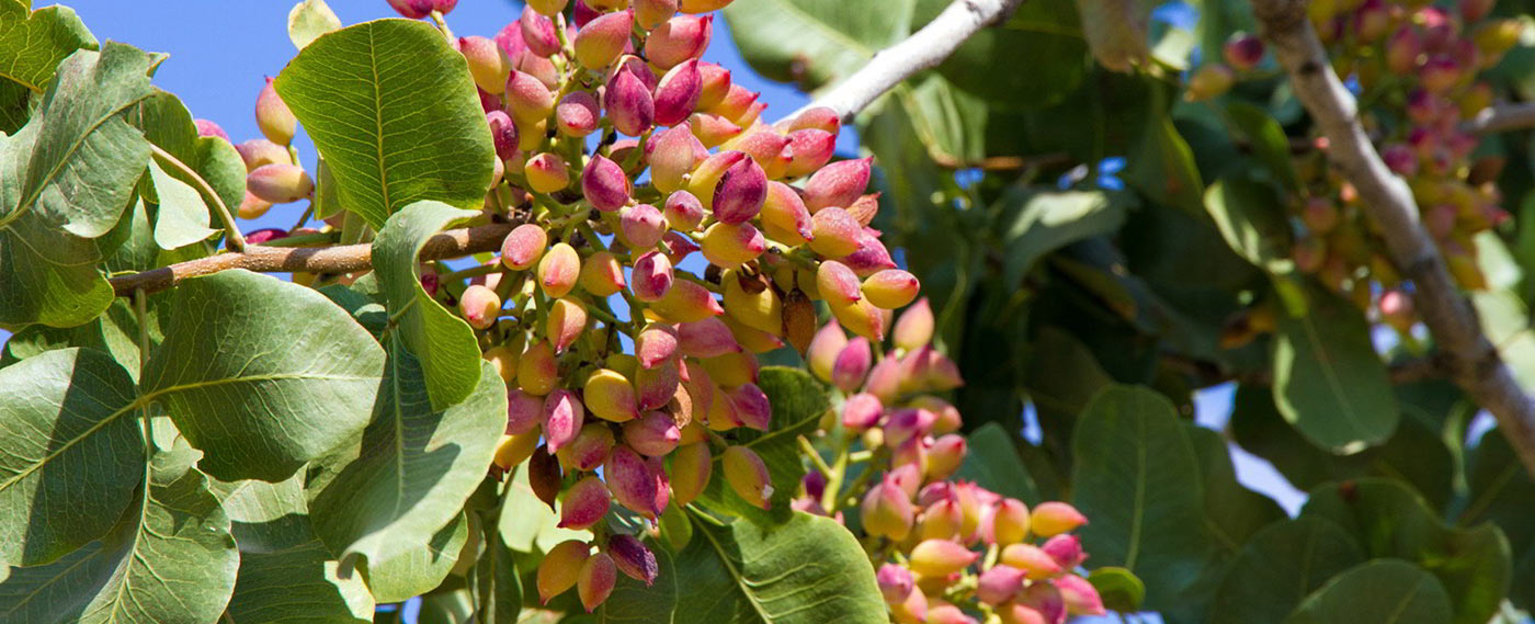 Experimantal Pistachio Cultivation in Tuscany