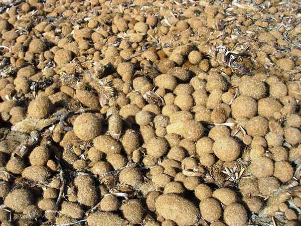 Seaweed as fertilizer and mulch