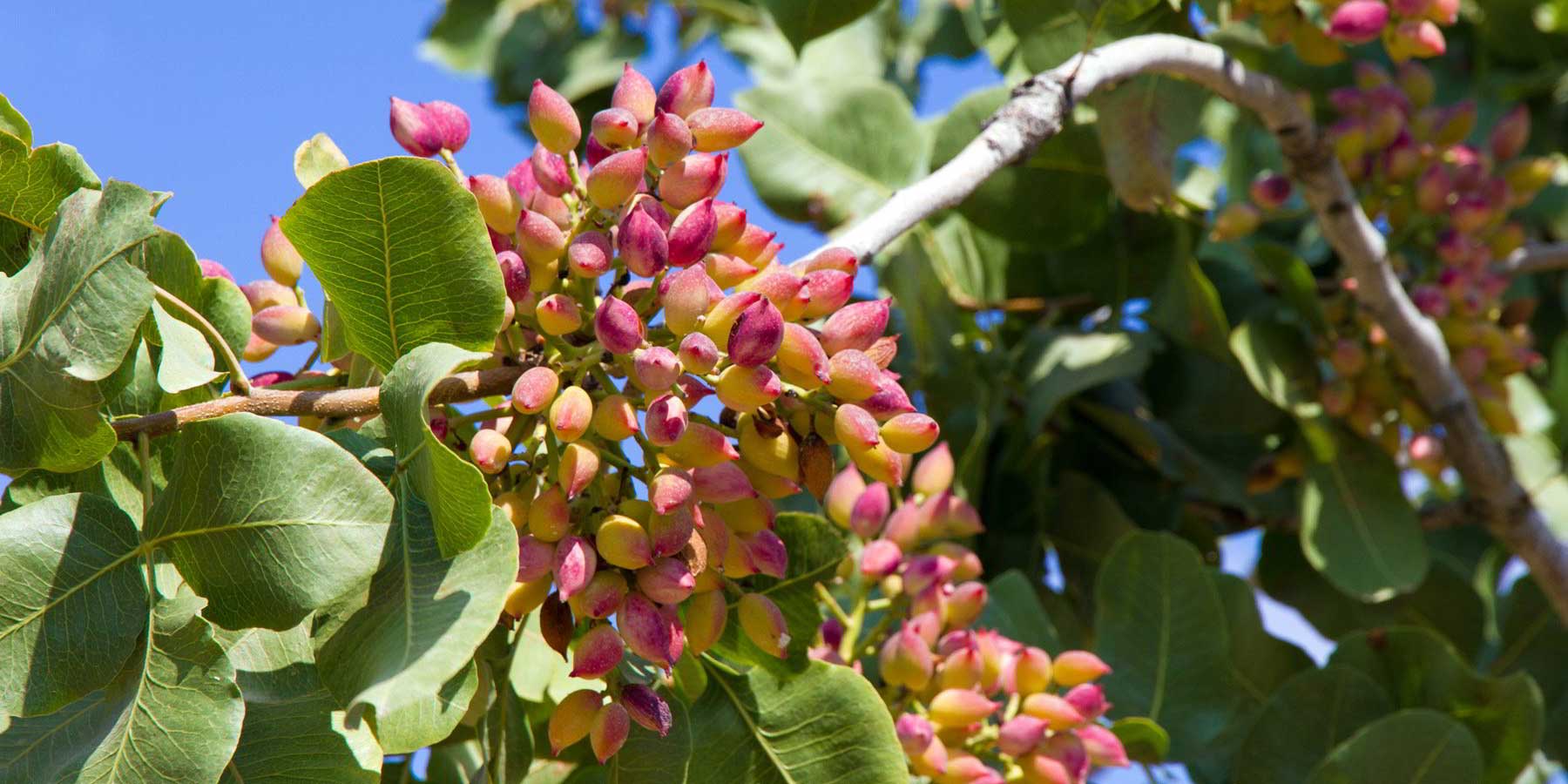 Experimantal Pistachio Cultivation in Tuscany