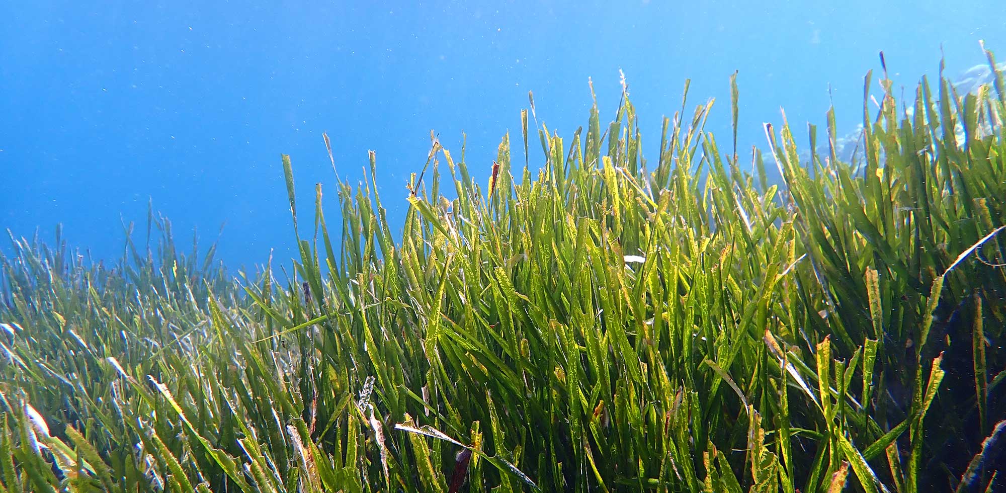 Posedonia - using seaweed as fertilizer