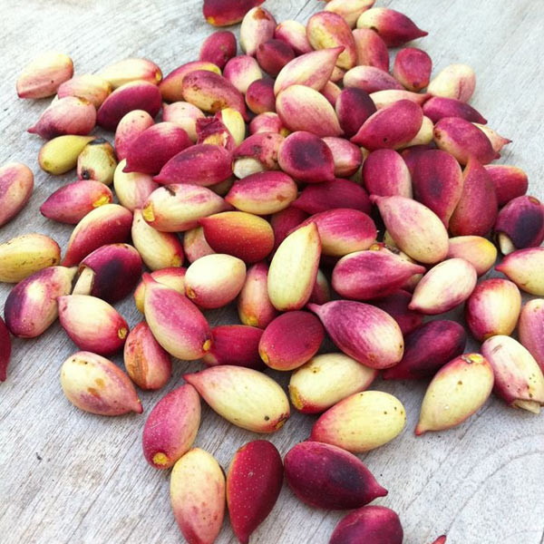 xperimental Agriculture - Pistachio plants in Tuscany